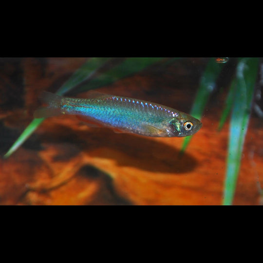 Danio perlé (Danio albolineatus) – Sur commande – par 10