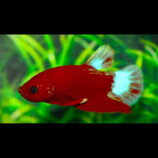 Combattant Plakat Hellboy Rouge (mâle) (Betta sp. plakat hellboy red) – Sur commande