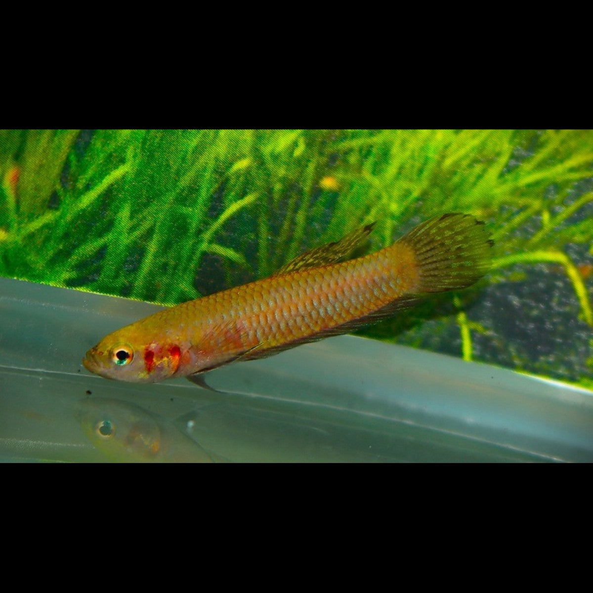 Betta hendra sauvage (Betta hendra) – Sur commande
