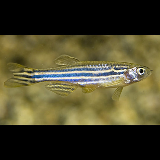 Danio zèbre (Danio rerio) – Sur commande – par 10