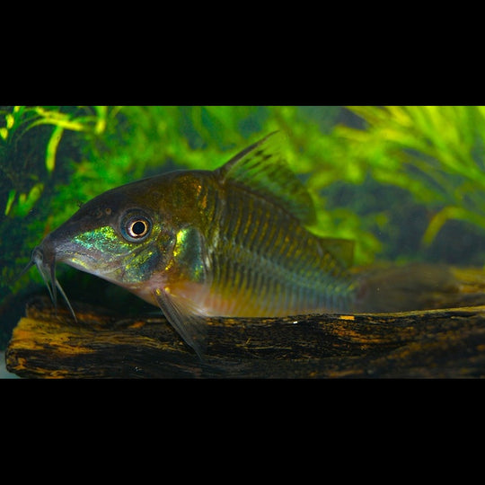 Poisson-chat Émeraude sauvage (Corydoras (BROCHIS) splendens) – Sur commande