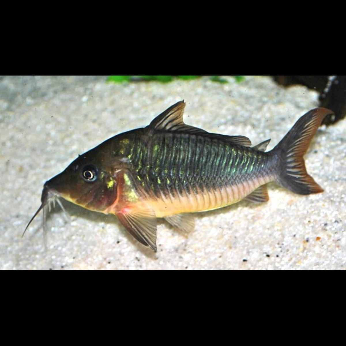 Brochis multiradiatus sauvage (Brochis multiradiatus)