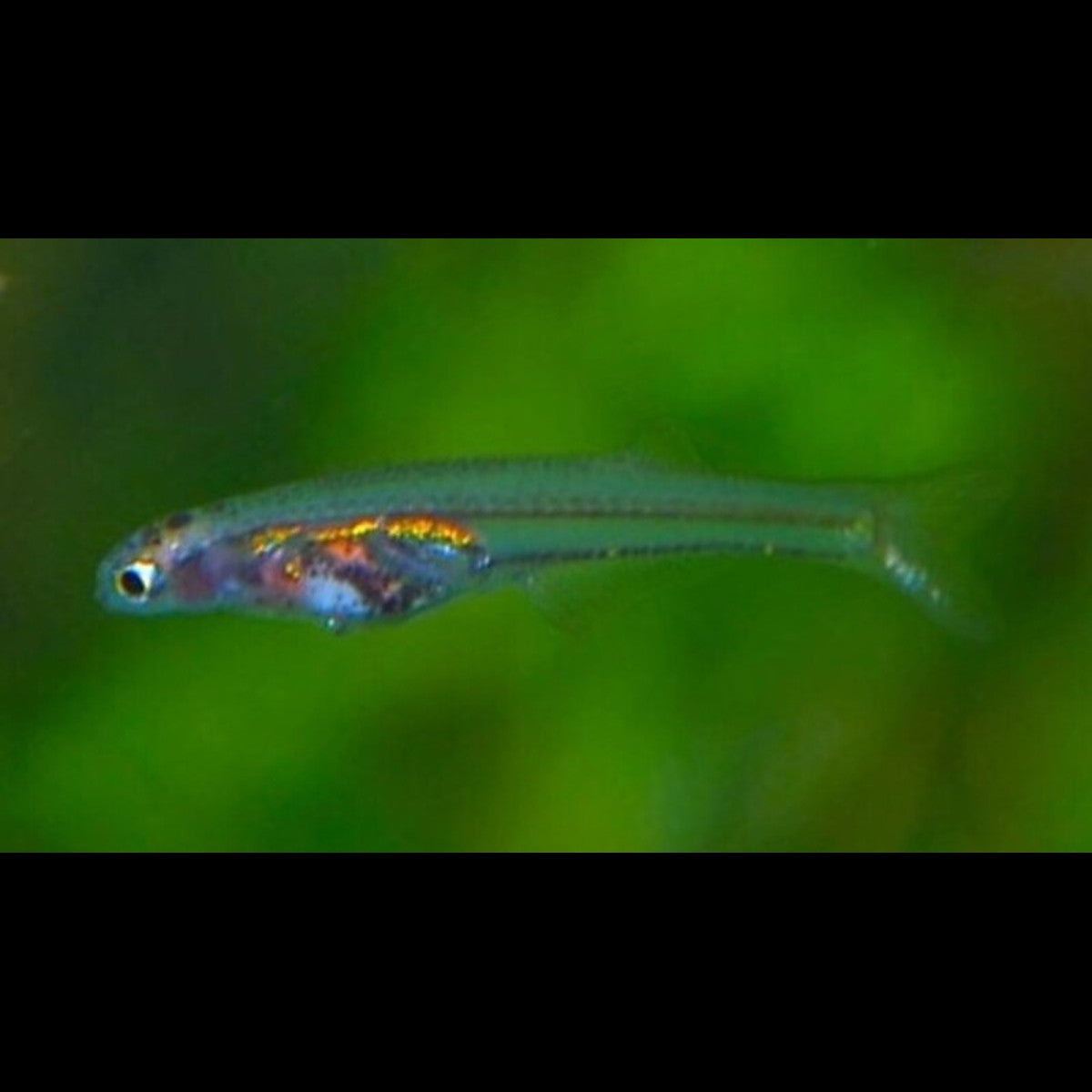 Danionella sauvage (Danionella translucida) – Sur commande