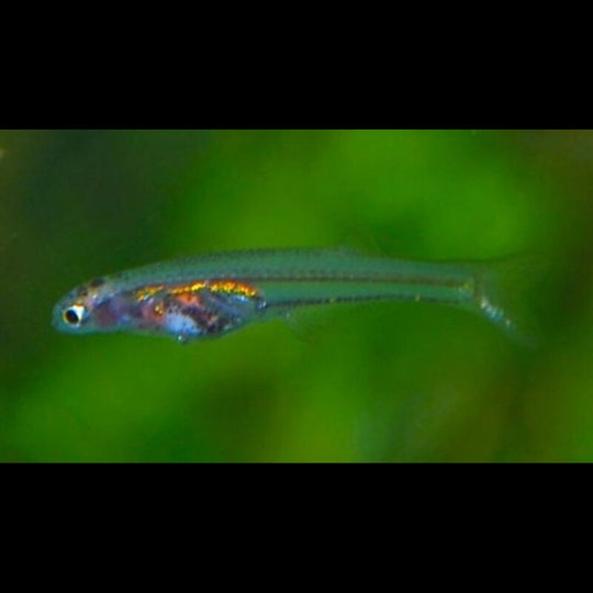Danionella sauvage (Danionella translucida) – Sur commande