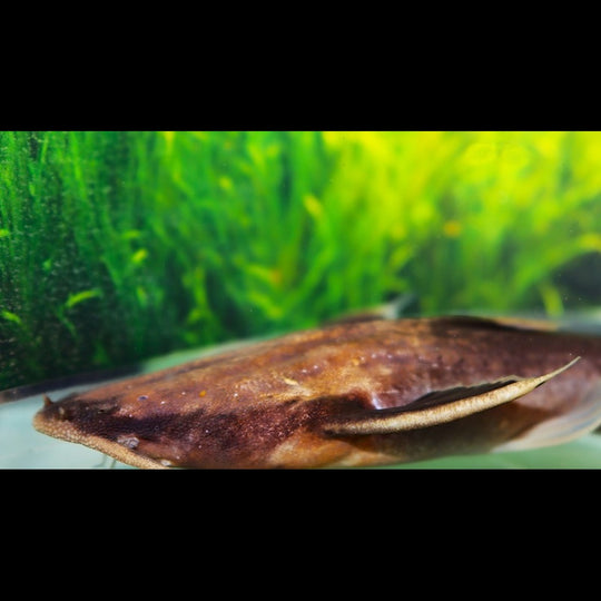 Poisson-chat Banjo Lepturus sauvage (Xiliphius cf. lepturus) – Sur commande