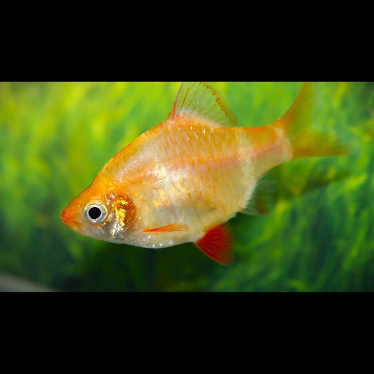 Barbus de Sumatra albinos (Puntigrus tetrazona « albino ») – Sur commande – par 10