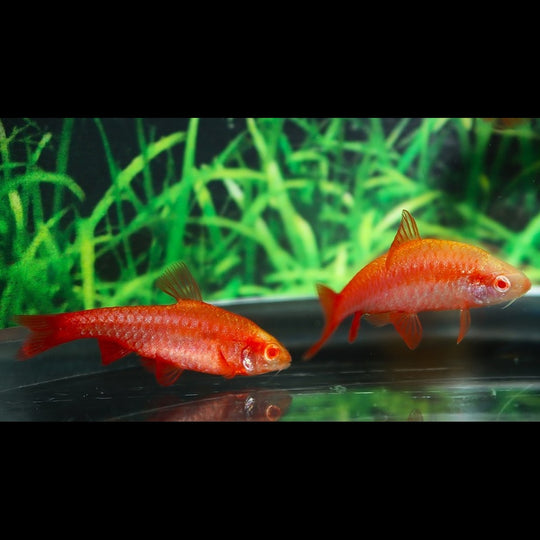 Barbus cerise albinos (Puntius titteya « albino ») – Sur commande