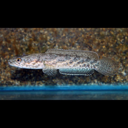 TÊTE DE Serpent Quinquefasciata sauvage (Channa quinquefasciata) – Sur commande