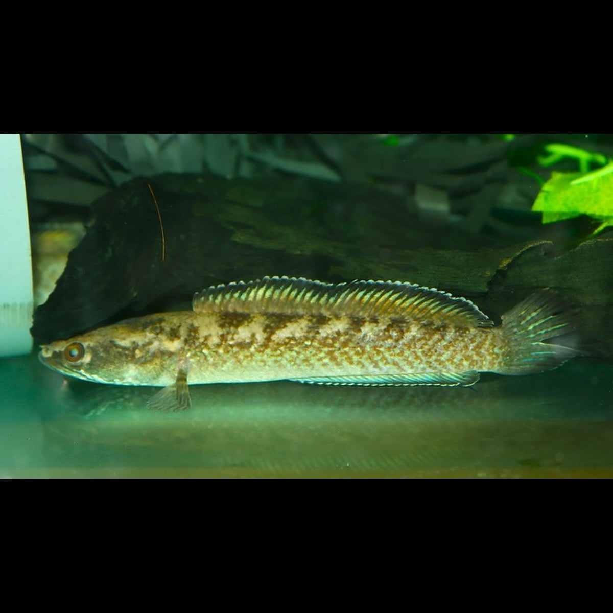 TÊTE DE Serpent VERT Émeraude sauvage (Channa cf. pomanensis) – Sur commande