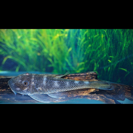 PlĂ©co bouledogue tachetĂ© L187a sauvage (Chaetostoma sp. L187a) â Sur commande