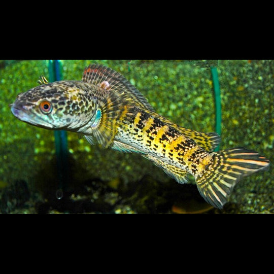 TÊTE DE Serpent Aurantimaculta sauvage (Channa aurantimaculata) – Sur commande