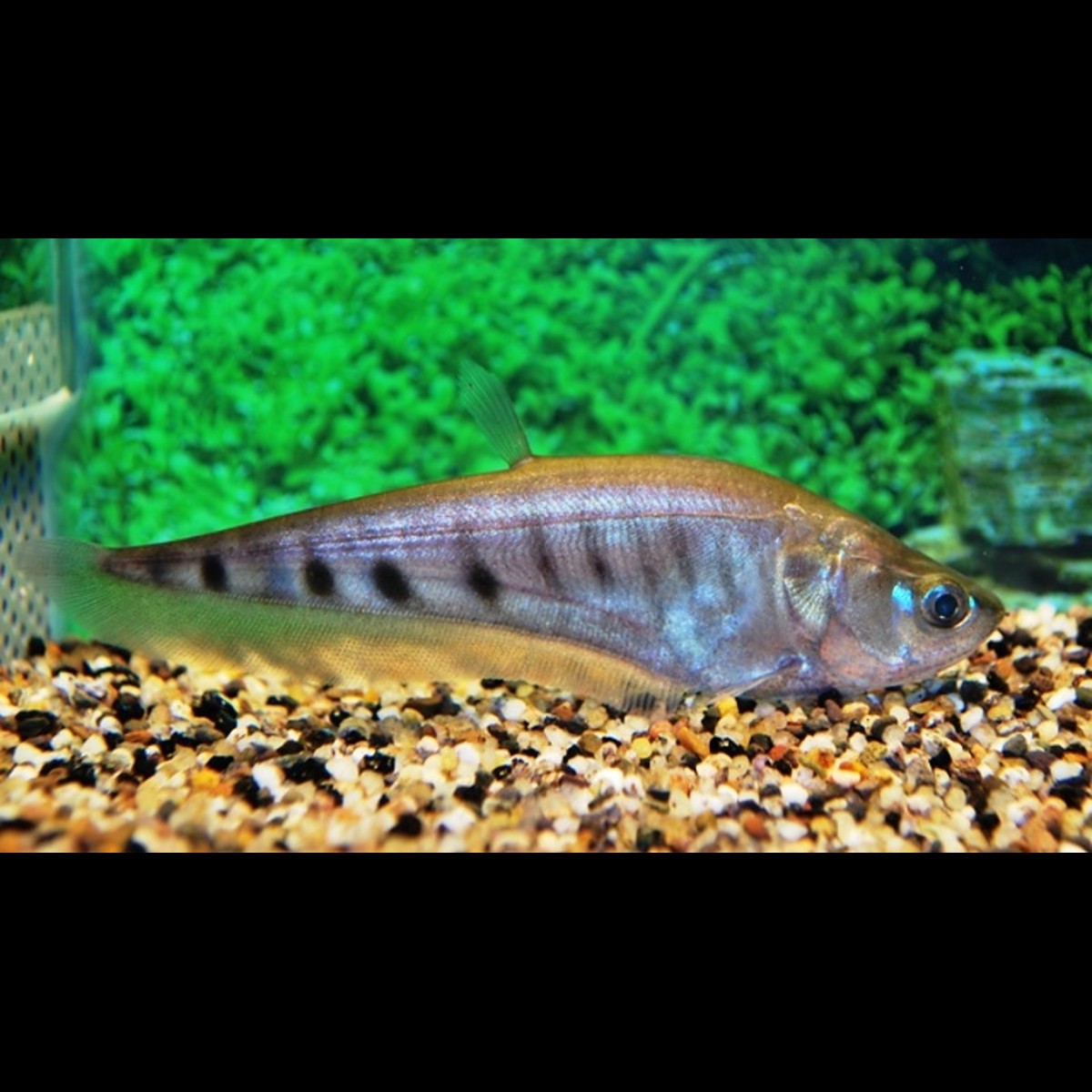 Poisson Couteau Clown sauvage (Chitala ornata) – Sur commande