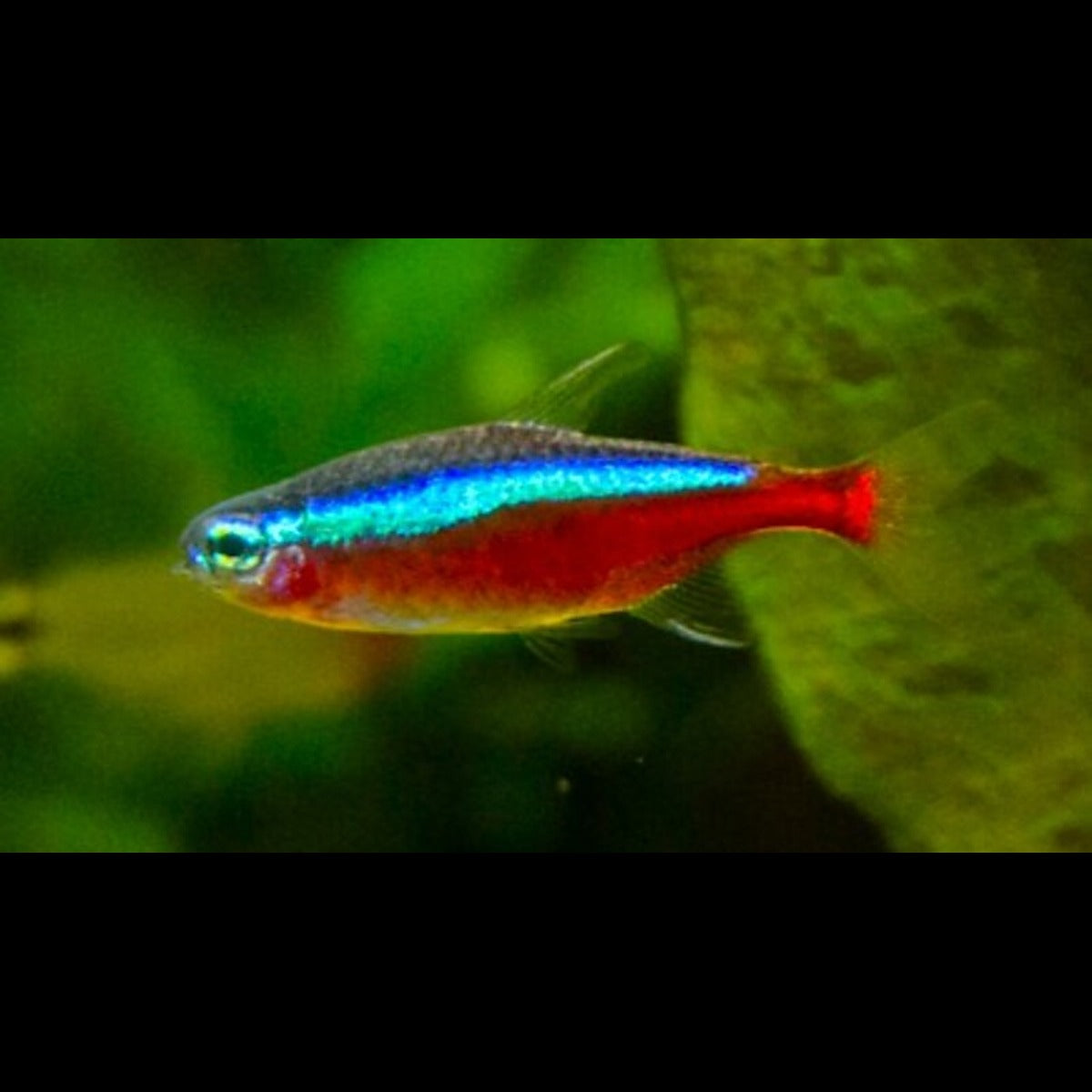 Cardinalis Colombie sauvage (Paracheirodon axelrodi) – Sur commande