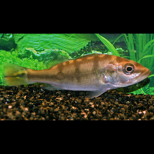 Cichla kelberi (Cichla kelberi) – Sur commande