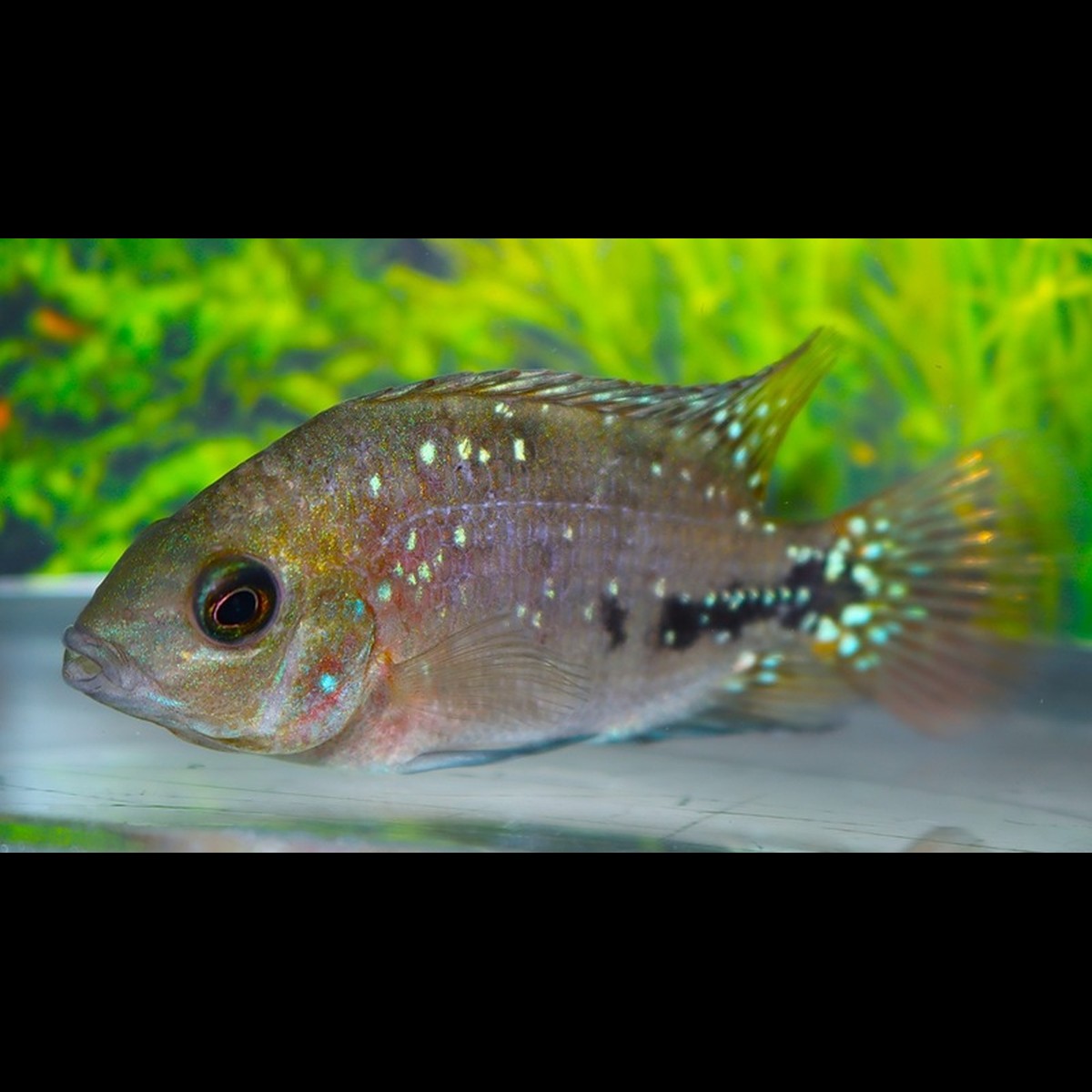 Cichlidé à points bleus (Vieja melanurus « Blue Spot ») – Sur commande
