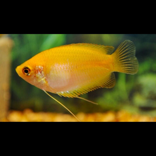 Gourami miel doré (Trichogaster chuna « gold ») – Sur commande – par 10