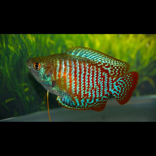 Gourami nain (couple) (Trichogaster lalius) – Sur commande