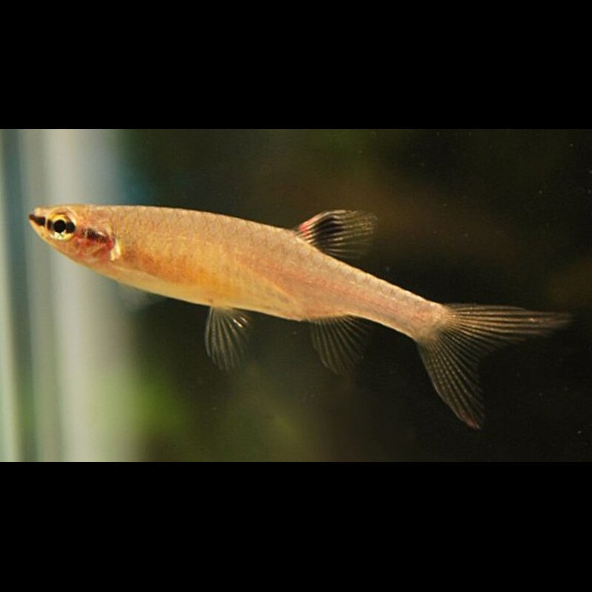 Characin arroseur (Copella arnoldi)