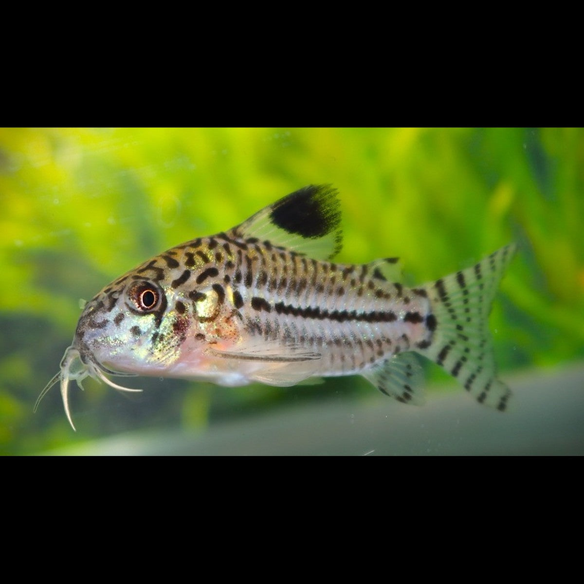 Corydoras Léopard (Corydoras (OSTEOGASTER) julii) – Sur commande