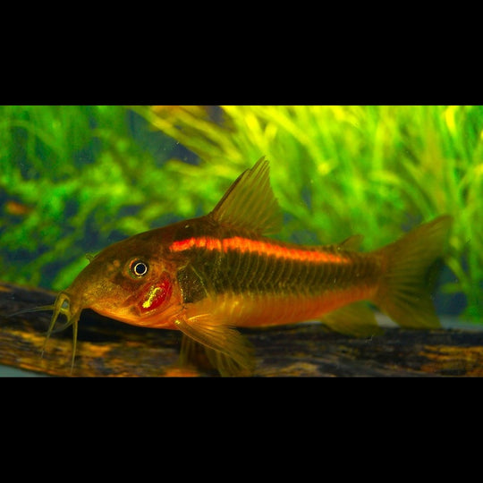 Corydoras Orange Laser sauvage (Corydoras (OSTEOGASTER) sp. CW010) – Sur commande