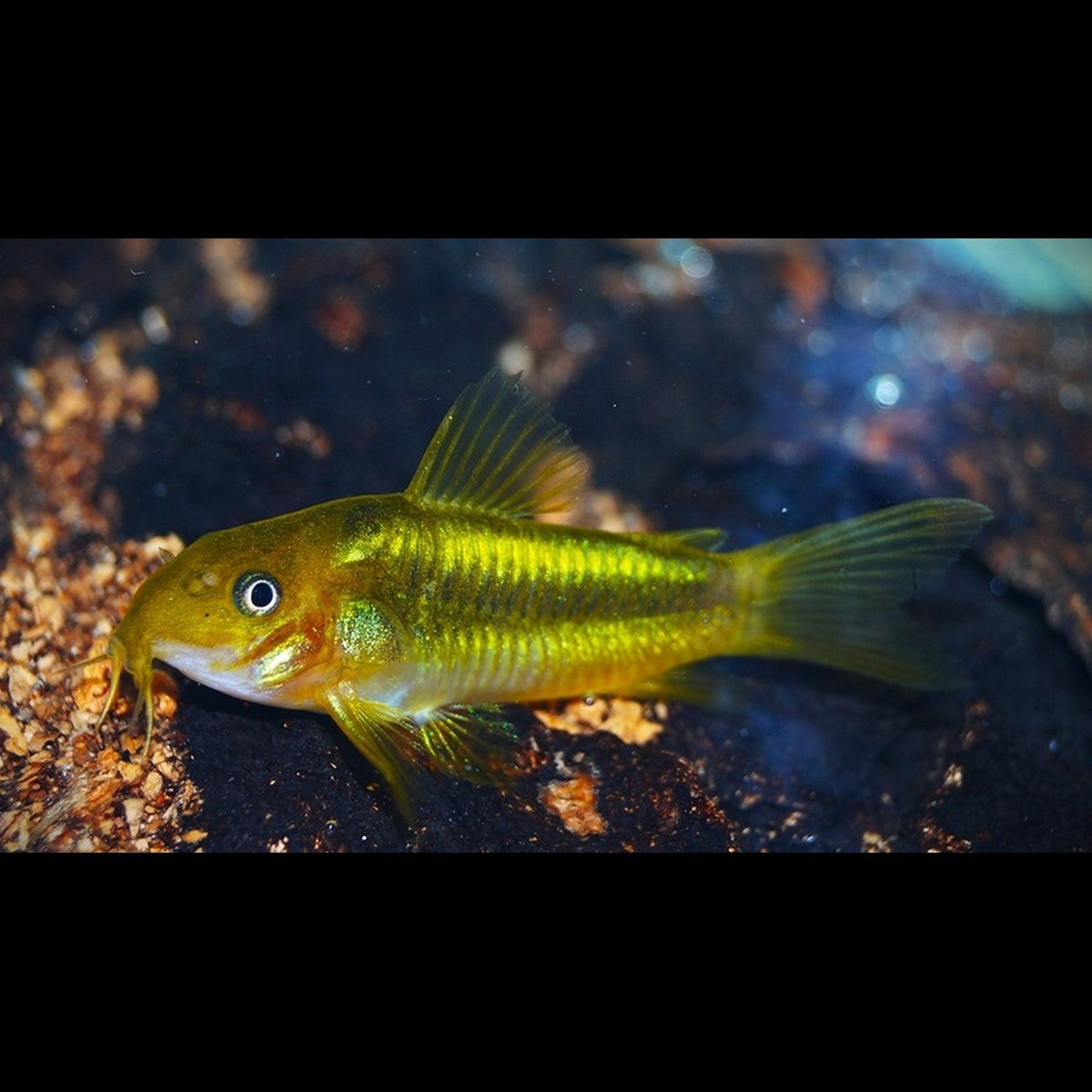 Corydoras Peru Green Stripe (Corydoras sp. CW009)