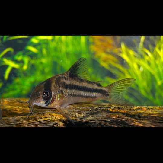 Corydoras Axelrodi sauvage (Corydoras (HOPLISOMA) axelrodi) – Sur commande