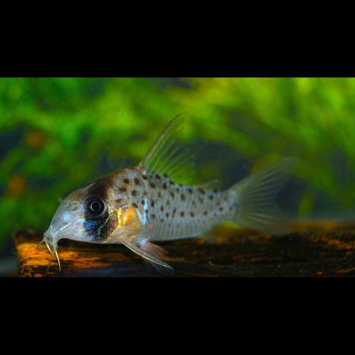 Corydoras atropersonatum sauvage (Corydoras atropersonatum)