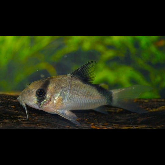 Corydoras Bandit sauvage (Corydoras (HOPLISOMA) metae) – Sur commande