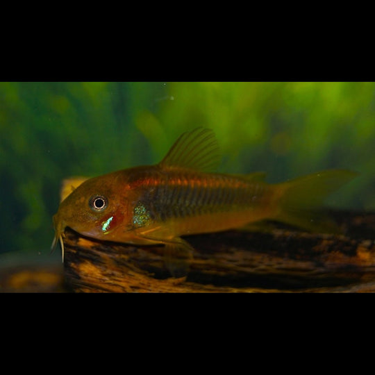 Corydoras Orange Laser (Corydoras (OSTEOGASTER) sp. CW010) – Sur commande