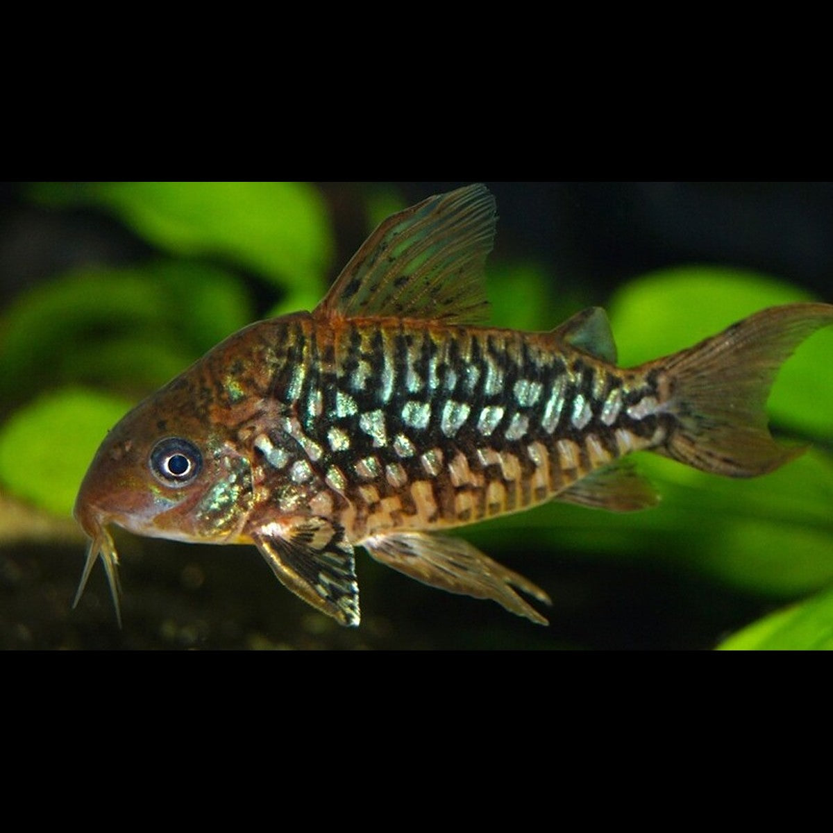 Corydoras Pantanalensis (Corydoras (BROCHIS) pantanalensis) – Sur commande