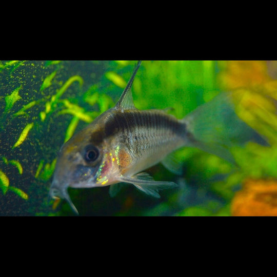 CORY Granti (Corydoras (HOPLISOMA) granti) – Sur commande