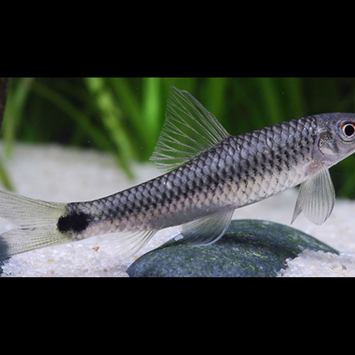 Suceur réticulé sauvage (Crossocheilus reticulatus)