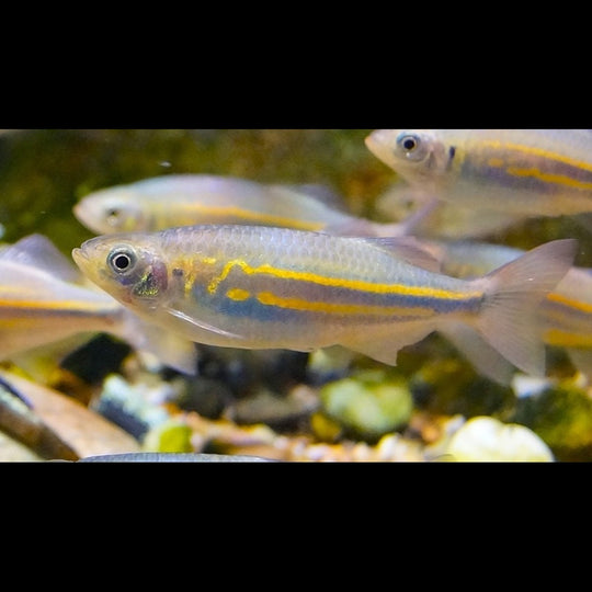 Danio de Malabar (Devario malabaricus) – Sur commande – par 10