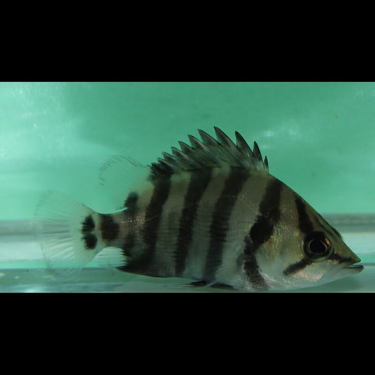 Perche Tigre Quadrifasciatus (Datnioides quadrifasciatus) – Sur commande