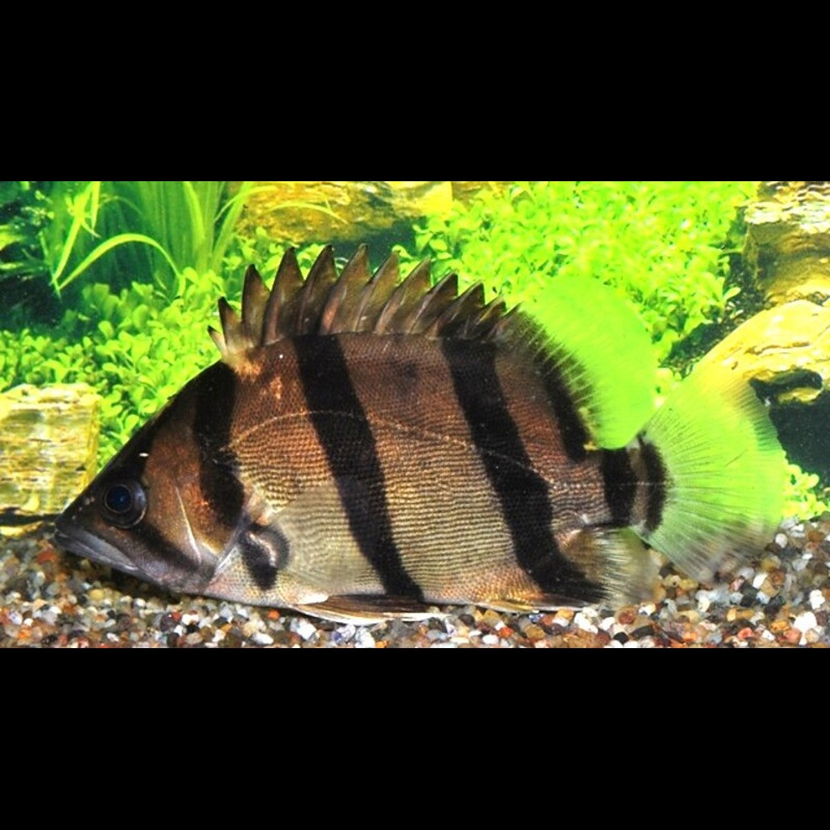 Perche Tigre sauvage (Datnioides microlepis) – Sur commande