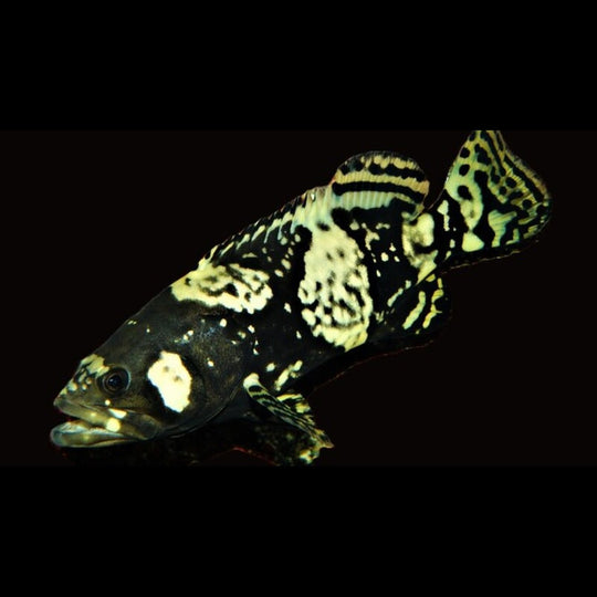 Mérou Géant (Epinephelus lanceolatus) – Sur commande