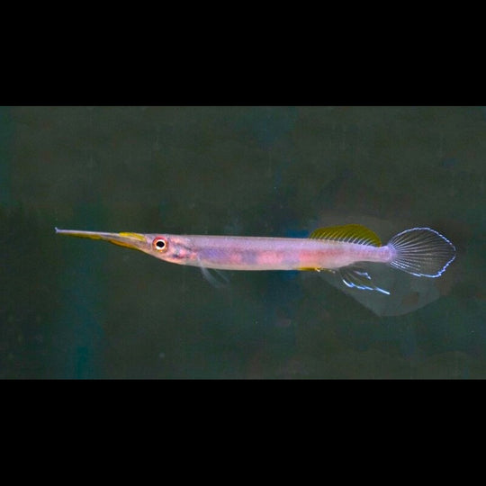 Demi-bec Pogonognathus sauvage (Hemirhamphodon pogonognathus) – Sur commande