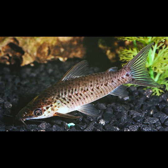 Silure Grenaille sauvage (Dianema longibarbis) – Sur commande