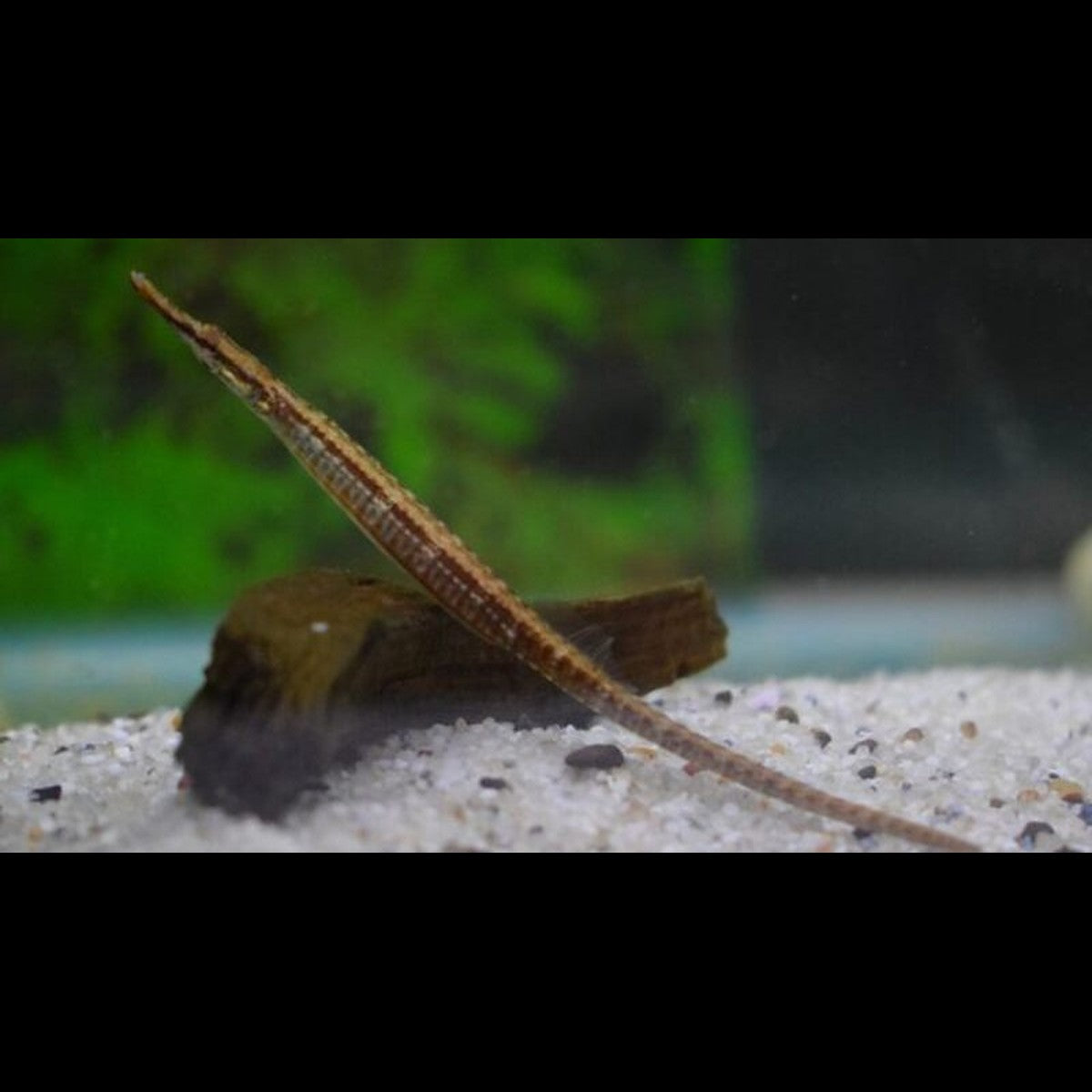 Poisson Aiguille Martensii sauvage (Doryichthys martensii) – Sur commande