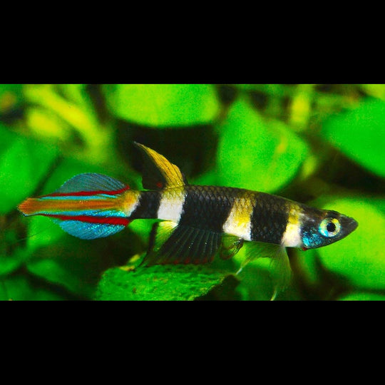Killi Clown sauvage (Epiplatys annulatus) – Sur commande – par 10
