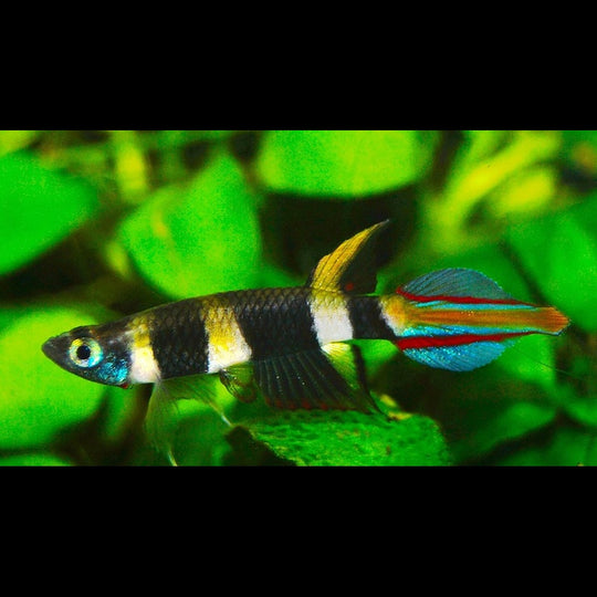 Killi Clown (Epiplatys annulatus) – Sur commande – par 10