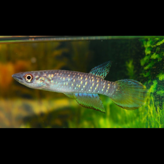 Killi Fasciolatus sauvage (Epiplatys fasciolatus) – Sur commande