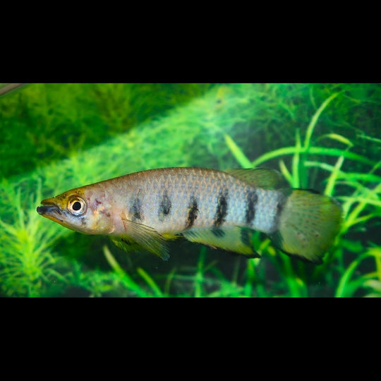 Killi Dageti (Epiplatys dageti) – Sur commande