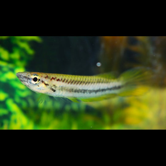 Killivis Bifasciatus (Epiplatys bifasciatus) – Sur commande