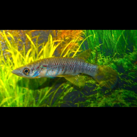 Panchax Grahami sauvage (Epiplatys grahami) – Sur commande