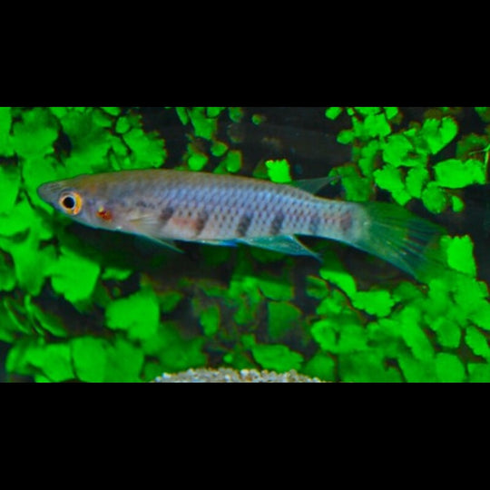 Epiplatys À 6 Rayons sauvage (Epiplatys sexfasciatus) – Sur commande