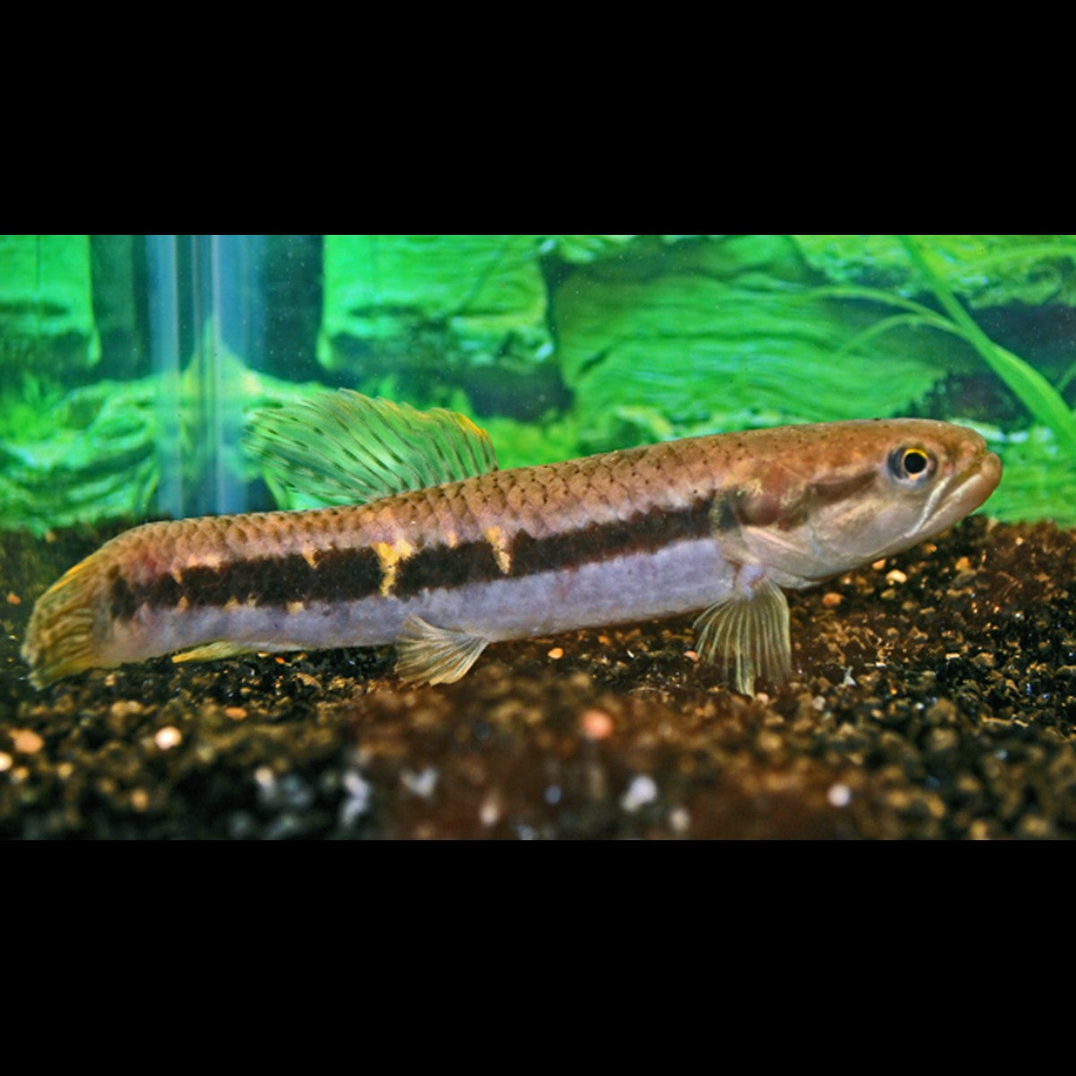 Erythrinus sauvage (Erythrinus erythrinus)