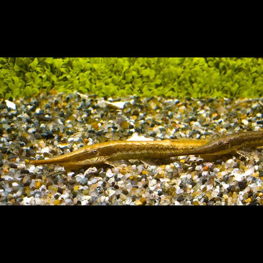 Poisson-brindille sauvage (Farlowella acus) – Sur commande