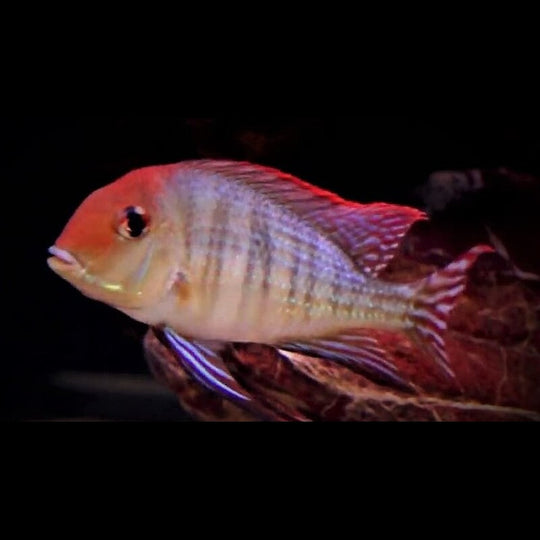 Géophage pyrocephalus (Geophagus pyrocephalus) – Sur commande