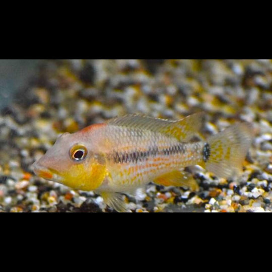Géophage à bosse rouge (Geophagus steindachneri) – Sur commande